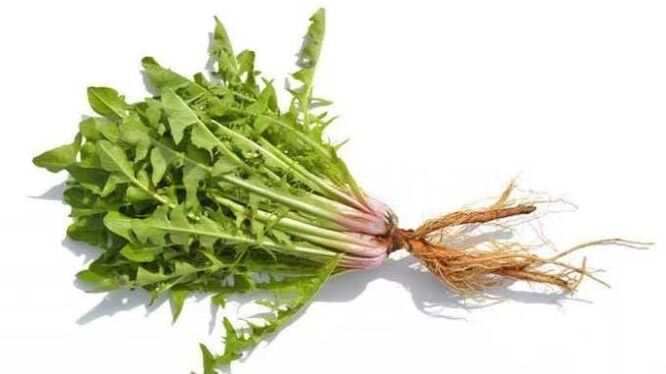 Raíz de diente de león en NEOflorax